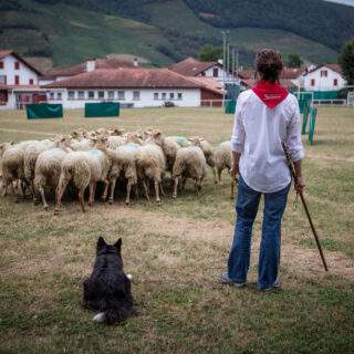 Concours chiens de berger 01 ©PierreCarton.com