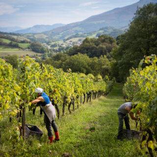 Vignoble Irouleguy_Vendanges 02 ©PierreCarton.com