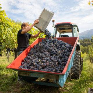 Vignoble Irouleguy_Vendanges 03 ©PierreCarton.com