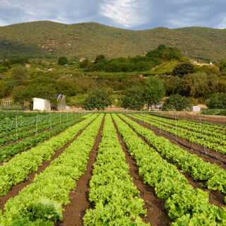 14 - Verdura Ecologica Valle de Etxauri-JPU_9300