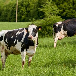 15 - Lacteos de Vaca de Pastoreo - Pirineki-DX2_0732